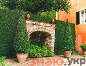 Відстань для саджання самшиту: кращі рекомендації